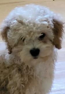 POODLE PUPPIES - Photo 4