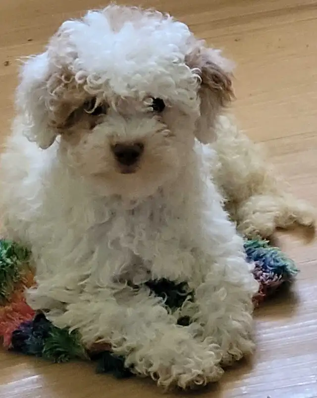POODLE PUPPIES - Photo 5