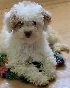 POODLE PUPPIES - Photo 5