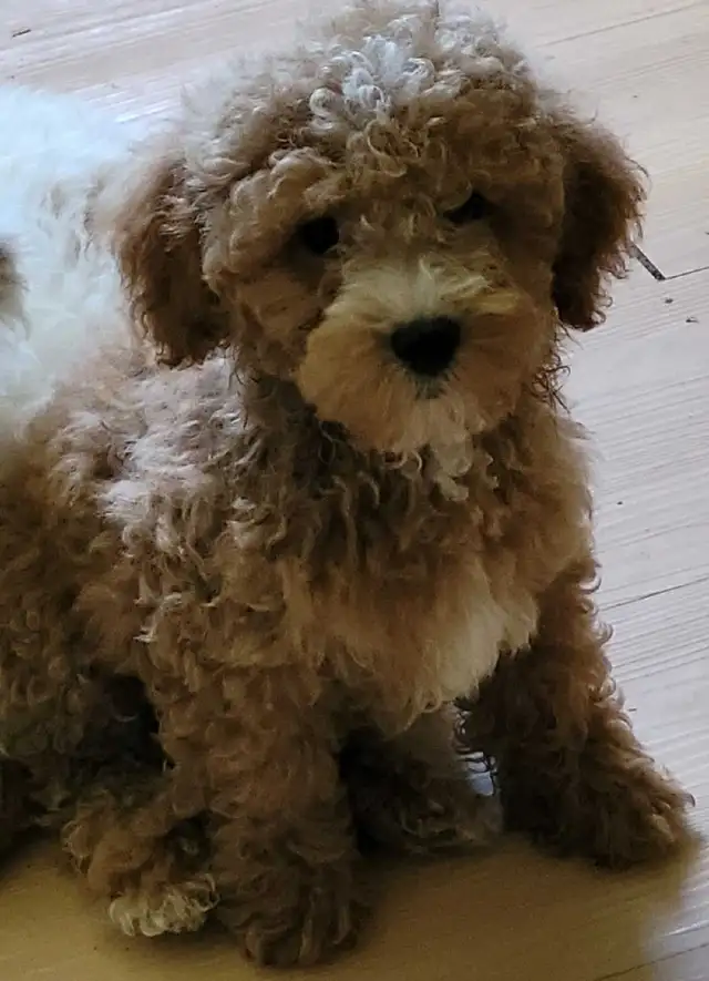 POODLE PUPPIES - Photo 6