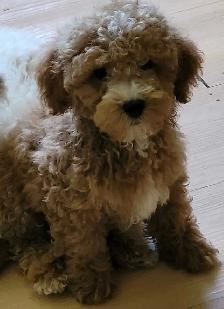 POODLE PUPPIES - Photo 6