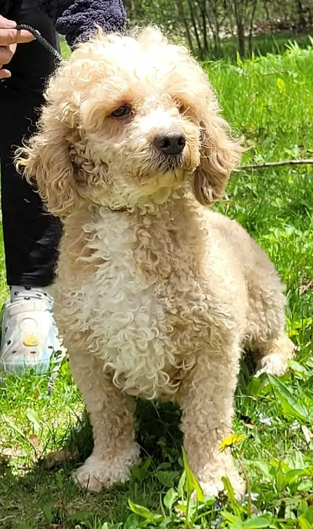 POODLE PUPPIES - Photo 7