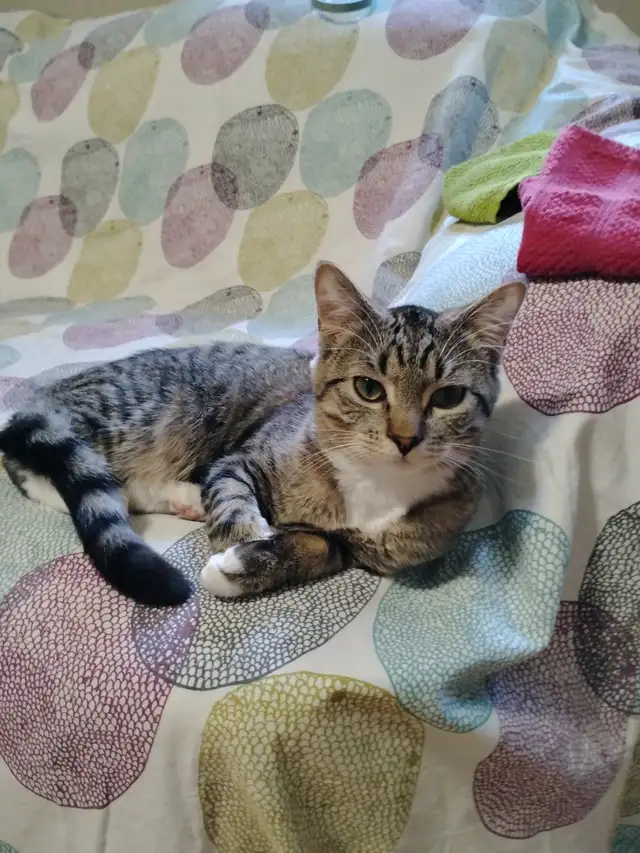Rehoming Mittens