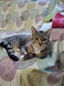 Rehoming Mittens