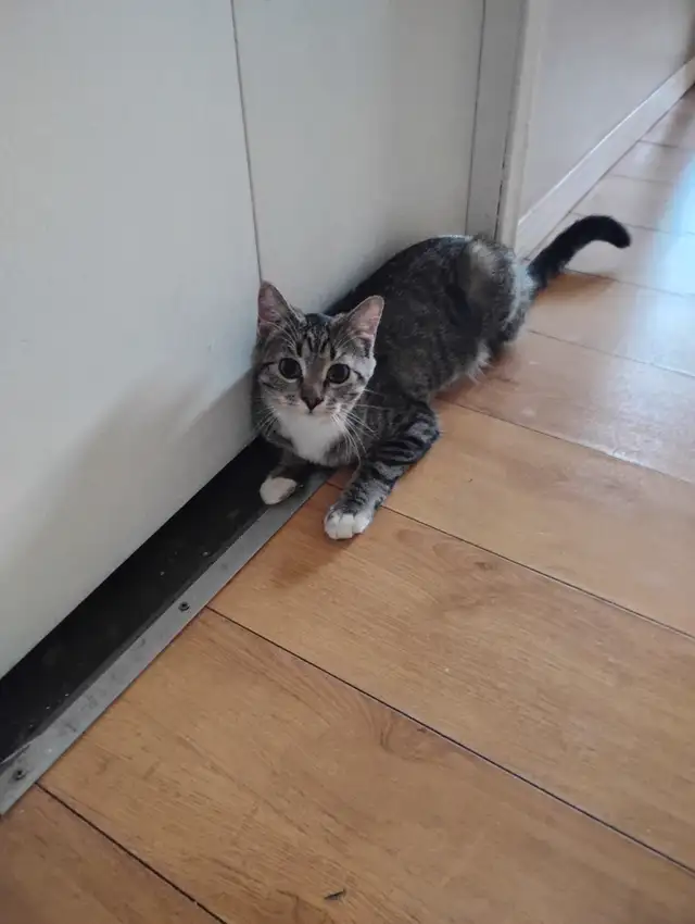 Rehoming Mittens - Photo 2