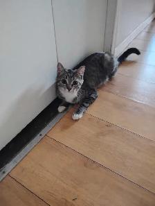 Rehoming Mittens - Photo 2