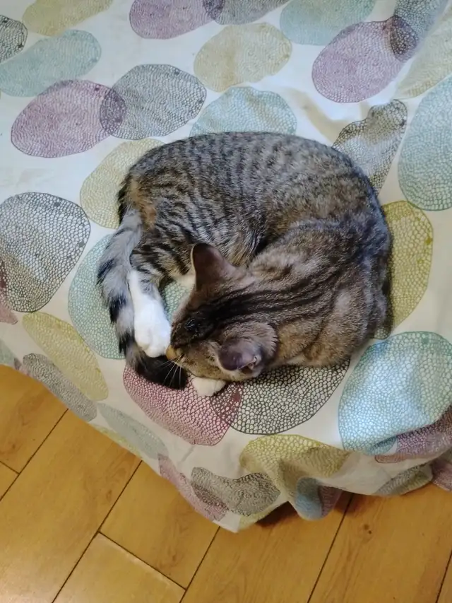 Rehoming Mittens - Photo 3