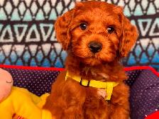 GUARDIAN HOME OPPORTUNITY FOR AUSTRALIAN LABRADOODLE PUPPY