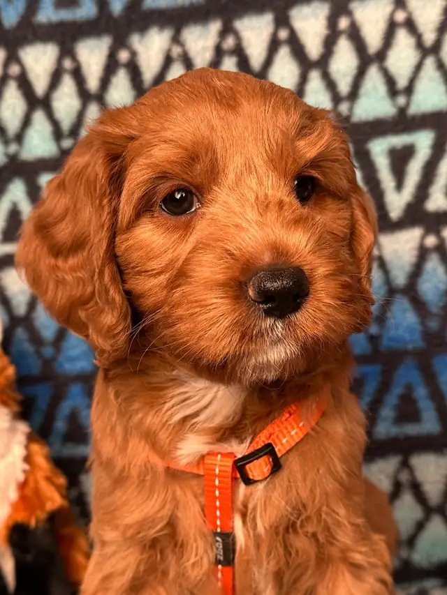 GUARDIAN HOME OPPORTUNITY FOR AUSTRALIAN LABRADOODLE PUPPY - Photo 2