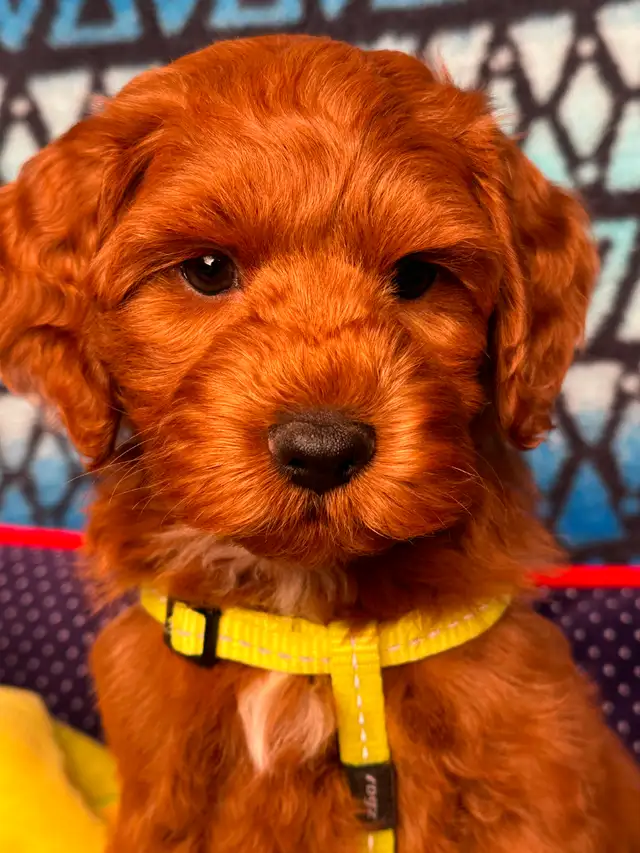 GUARDIAN HOME OPPORTUNITY FOR AUSTRALIAN LABRADOODLE PUPPY - Photo 3