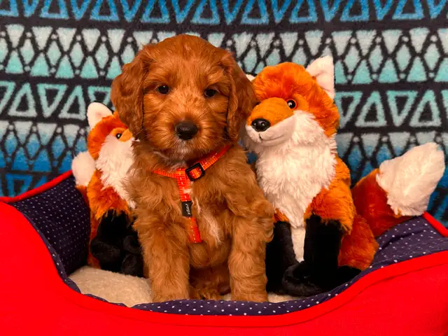 GUARDIAN HOME OPPORTUNITY FOR AUSTRALIAN LABRADOODLE PUPPY - Photo 4