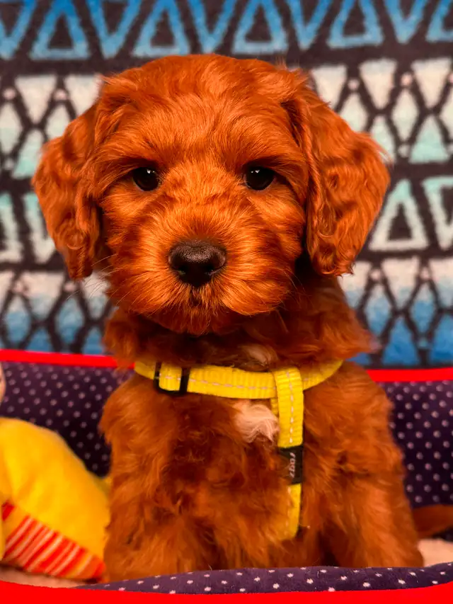 GUARDIAN HOME OPPORTUNITY FOR AUSTRALIAN LABRADOODLE PUPPY - Photo 5