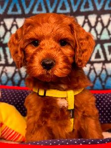 GUARDIAN HOME OPPORTUNITY FOR AUSTRALIAN LABRADOODLE PUPPY - Photo 5