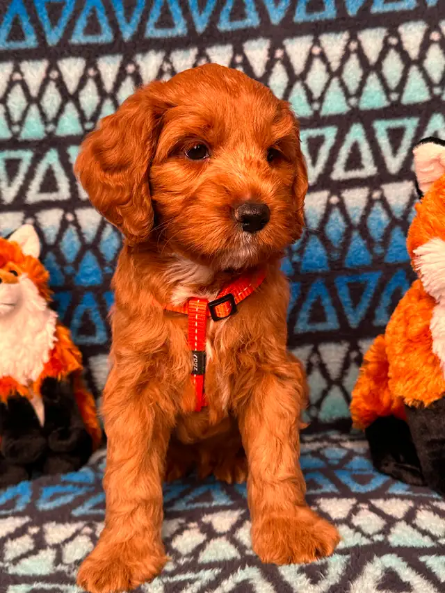 GUARDIAN HOME OPPORTUNITY FOR AUSTRALIAN LABRADOODLE PUPPY - Photo 6