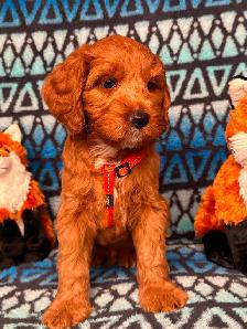 GUARDIAN HOME OPPORTUNITY FOR AUSTRALIAN LABRADOODLE PUPPY - Photo 6