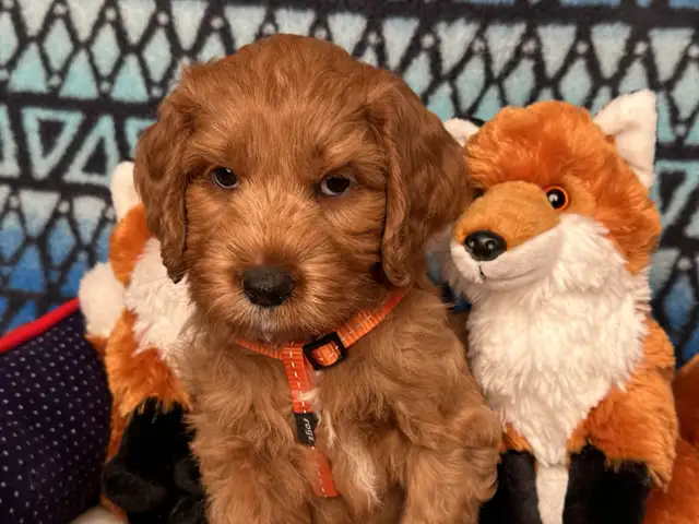 GUARDIAN HOME OPPORTUNITY FOR AUSTRALIAN LABRADOODLE PUPPY - Photo 7