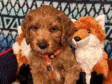 GUARDIAN HOME OPPORTUNITY FOR AUSTRALIAN LABRADOODLE PUPPY - Photo 7
