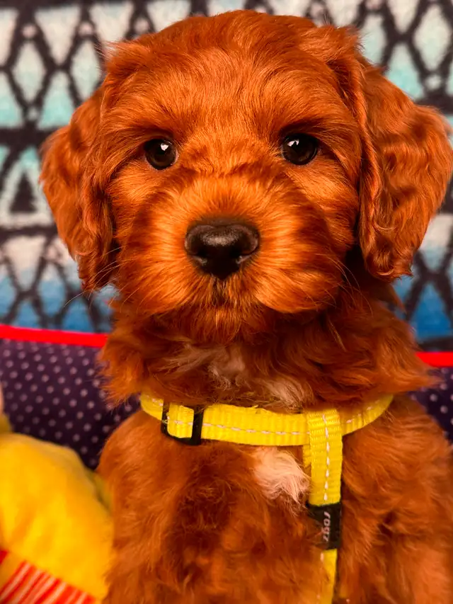 GUARDIAN HOME OPPORTUNITY FOR AUSTRALIAN LABRADOODLE PUPPY - Photo 8