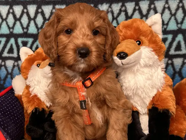GUARDIAN HOME OPPORTUNITY FOR AUSTRALIAN LABRADOODLE PUPPY - Photo 9