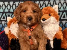 GUARDIAN HOME OPPORTUNITY FOR AUSTRALIAN LABRADOODLE PUPPY - Photo 9