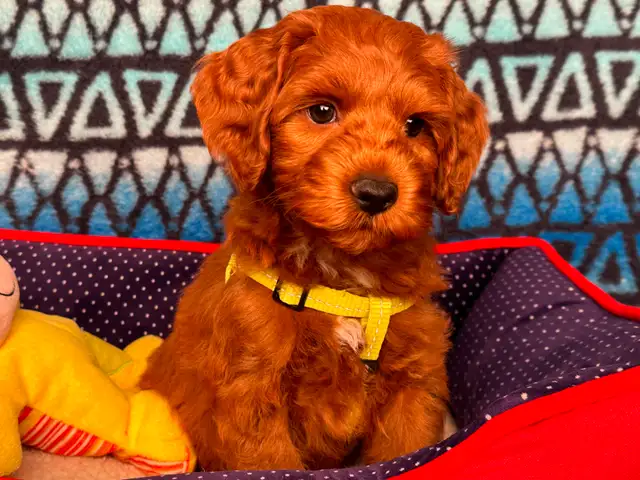GUARDIAN HOME OPPORTUNITY FOR AUSTRALIAN LABRADOODLE PUPPY - Photo 10