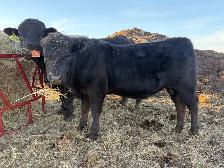 yearling bull for sale