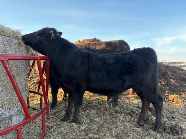yearling bull for sale - Photo 2