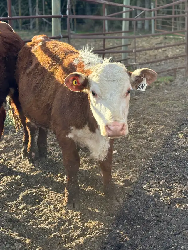 Hereford Yearling Heifer