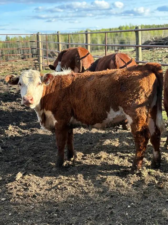 Hereford Yearling Heifer - Photo 2