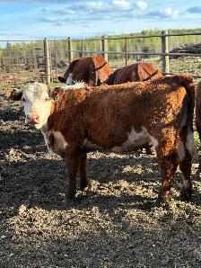 Hereford Yearling Heifer - Photo 2