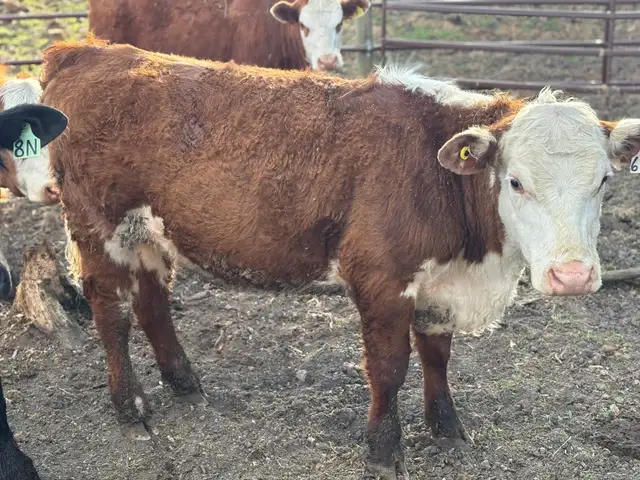 Hereford Yearling Heifer - Photo 3