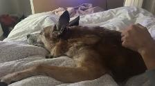 dog sitting, dog walking/cat sitting