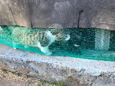 Kittens for adoption - Montreal, Anjou area