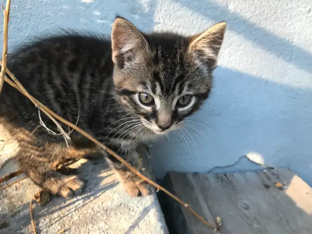 Kittens for adoption - Montreal, Anjou area - Photo 2