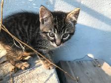Kittens for adoption - Montreal, Anjou area - Photo 2