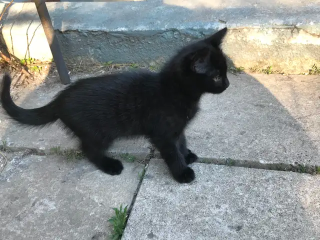Kittens for adoption - Montreal, Anjou area - Photo 3
