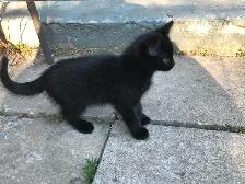 Kittens for adoption - Montreal, Anjou area - Photo 3