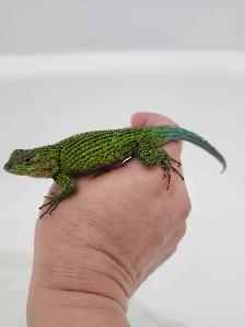 Lézard Épineux Émeraude  Emerald Swift Lizard
