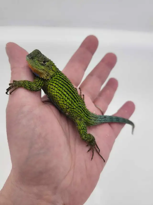 Lézard Épineux Émeraude  Emerald Swift Lizard - Photo 2