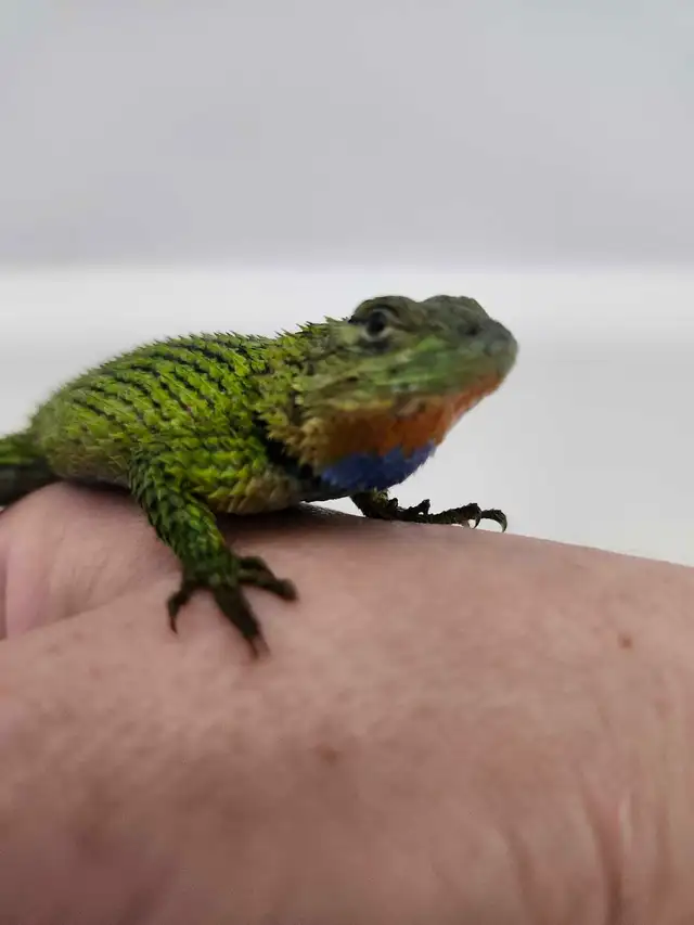 Lézard Épineux Émeraude  Emerald Swift Lizard - Photo 3