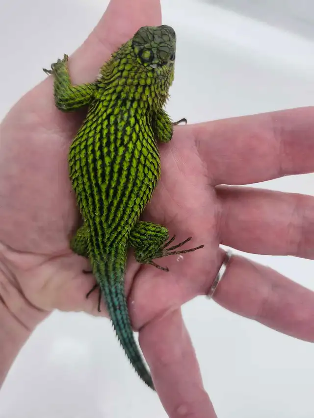 Lézard Épineux Émeraude  Emerald Swift Lizard - Photo 4