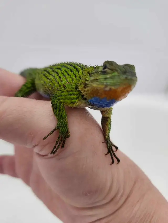 Lézard Épineux Émeraude  Emerald Swift Lizard - Photo 5