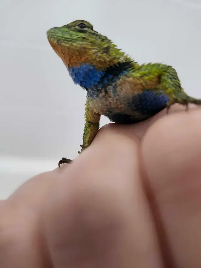 Lézard Épineux Émeraude  Emerald Swift Lizard - Photo 6