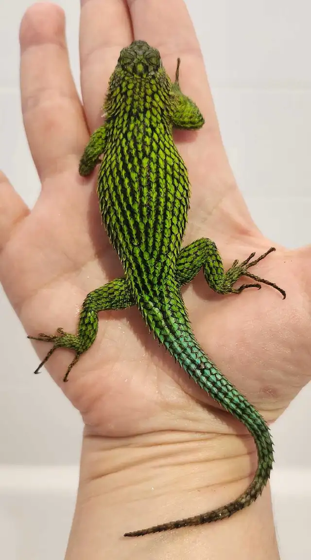 Lézard Épineux Émeraude  Emerald Swift Lizard - Photo 7
