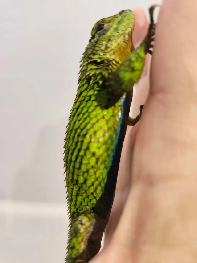 Lézard Épineux Émeraude  Emerald Swift Lizard - Photo 8