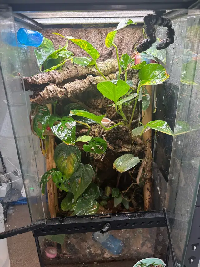 12x12x24 exoterra, live planted terrarium