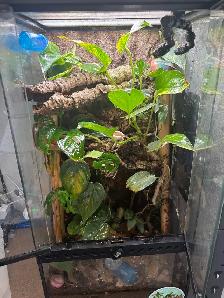 12x12x24 exoterra, live planted terrarium