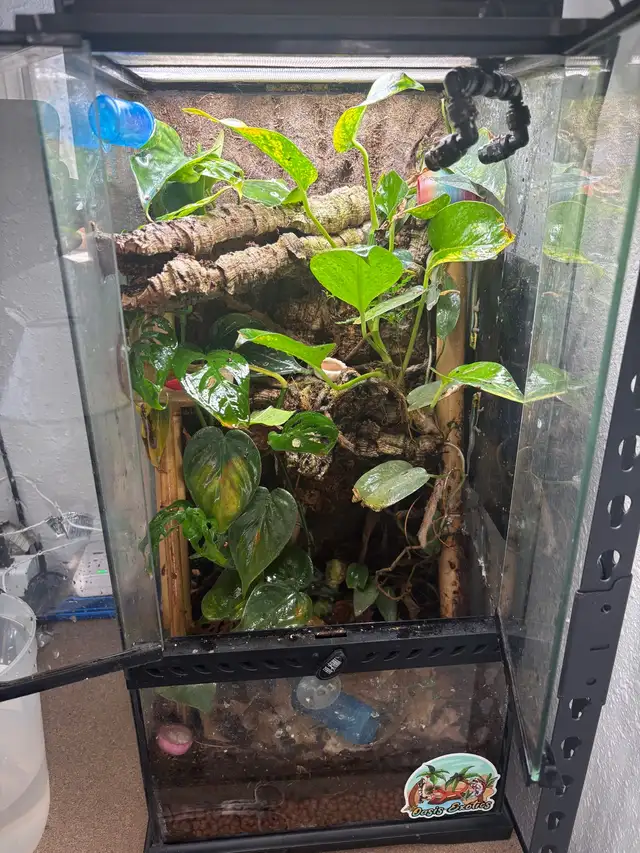 12x12x24 exoterra, live planted terrarium - Photo 2