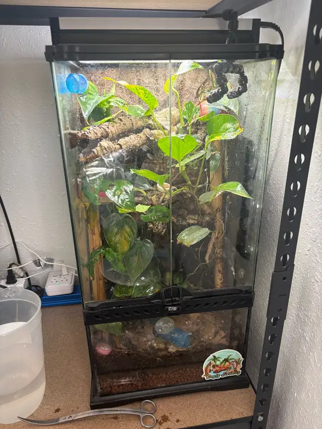 12x12x24 exoterra, live planted terrarium - Photo 3