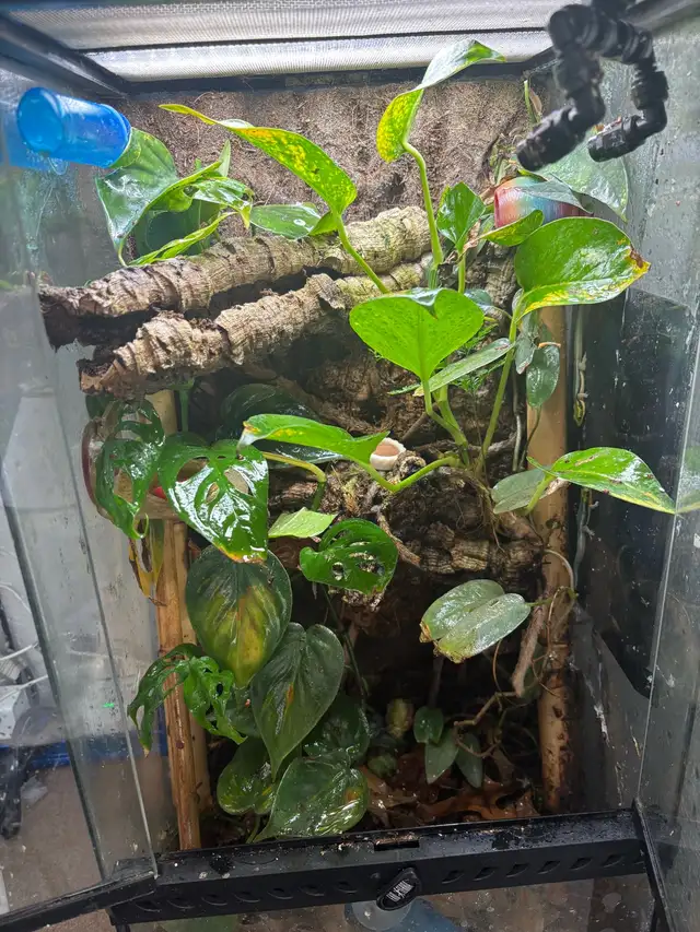 12x12x24 exoterra, live planted terrarium - Photo 4